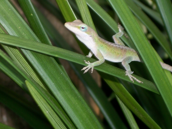 lazily daydreaming or planning world domination? you decide.