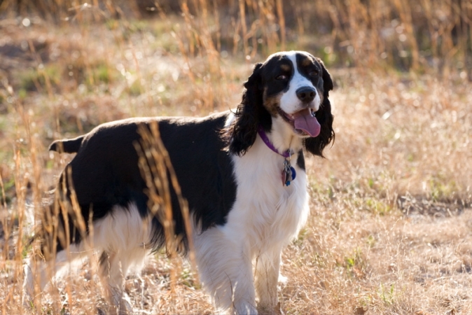 Lucy the English Springer Spaniel.