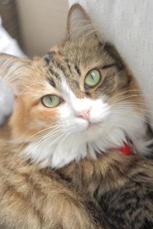 This is Tico: She's a Ragdoll named after Tiffany & Co.