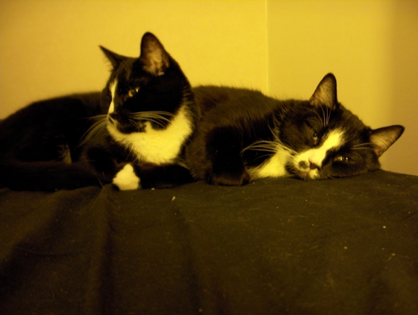 Twin cats. A sister and a brother.