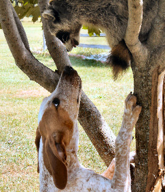 Our English Redtick Coonhound, Ironwood 'PR' Dutchess, having a 'chat' with Mr. Raccoon.
