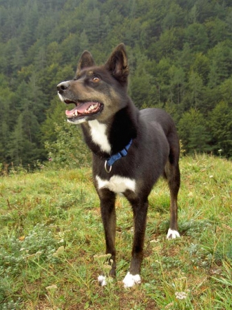 Canis familiaris (Canis canis)