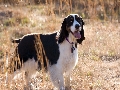 springer: Lucy the English Springer Spaniel.