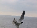 seagull: Diving seagull.