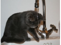 kitten: A kitten plays with the water dripping from a faucet.