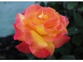 rose: Brilliant colored rose from Kathy\'s garden.