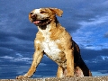 dog: A mixed breed dog standing on a brick wall.