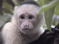 monkey: White-faced monkey