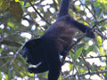 monkey: Black-faced banana bandit in the great outdoors